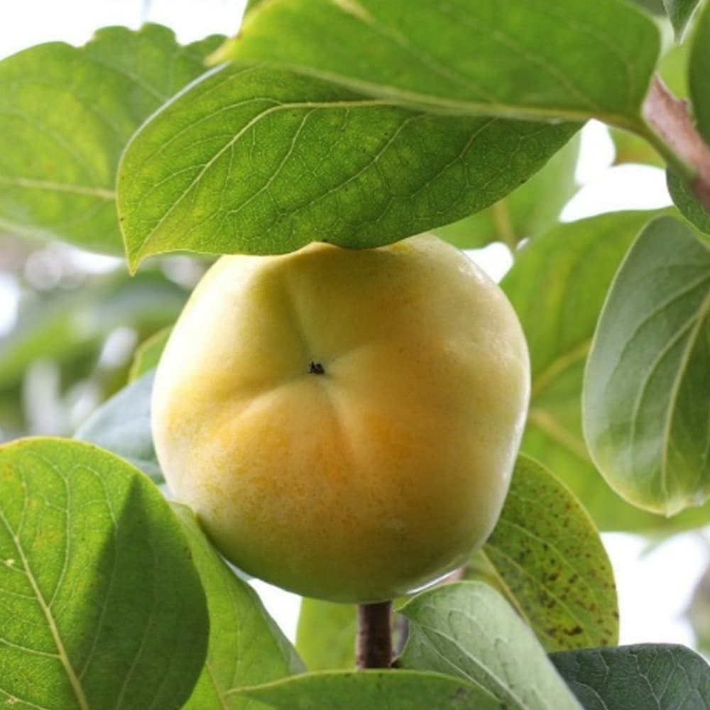 햇 단감 정품 2kg (특특대과/특품 6~8과)