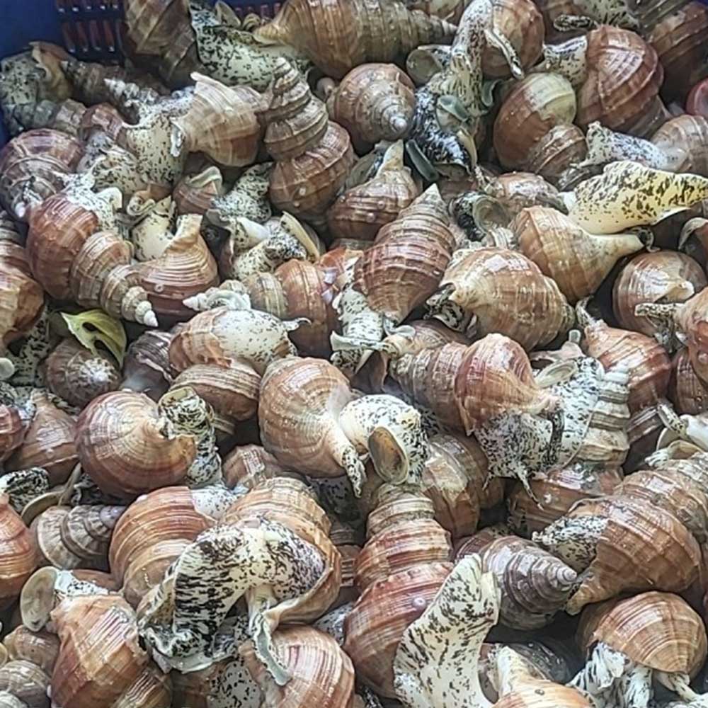 살고동 1kg 20~25미 상세이미지