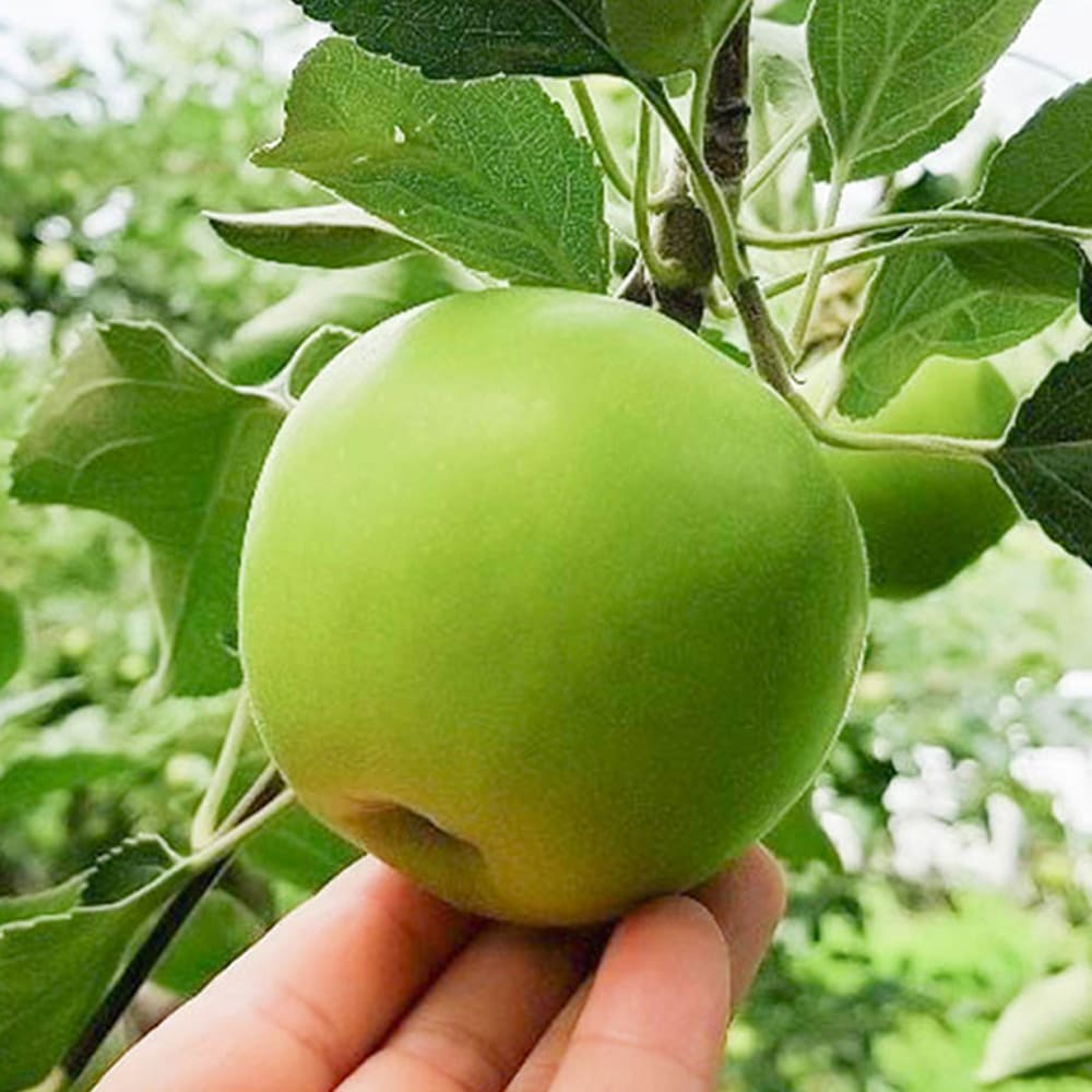 2024 썸머킹 1kg 중소과 (6과 내외) 상세이미지
